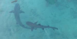 shark pool in pulau menjangan karimunjawa